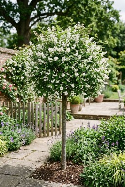 Deutzia gracilis Demi-tige