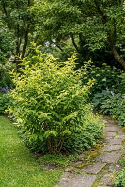 Diervilla sessilifolia 'Butterfly'