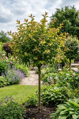 Diervilla sessilifolia 'Butterfly' Demi-tige