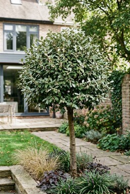 Elaeagnus ebbingei 'Compacta' Demi-tige