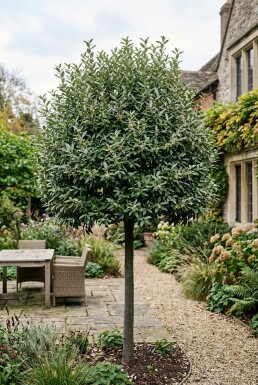 Elaeagnus ebbingei 'Compacta' Haute-tige