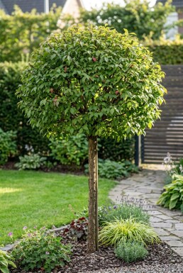 Euonymus alatus 'Compactus' Demi-tige