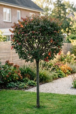 Euonymus alatus 'Compactus' Demi-tige