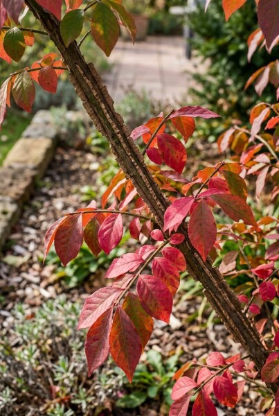 Euonymus alatus 'Compactus'
