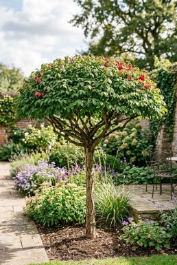 Euonymus alatus 'Compactus' Parasol