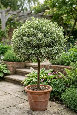 Euonymus fortunei 'Emerald Gaiety' sur tige