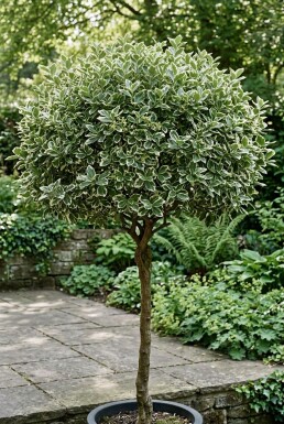 Euonymus fortunei 'Emerald Gaiety' sur tige