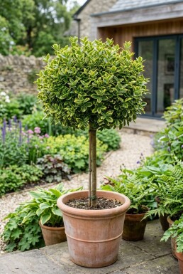 Euonymus fortunei 'Emerald 'n' Gold' Sur tige