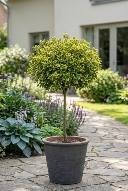 Euonymus fortunei 'Emerald 'n' Gold' Sur tige