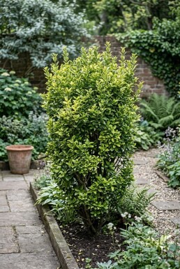 Euonymus japonicus 'Aureus'