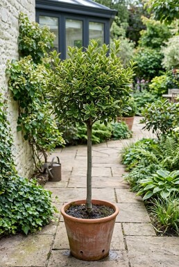 Euonymus japonicus 'Aureus' sur tige