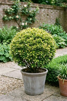 Euonymus japonicus 'Aureus' Boule