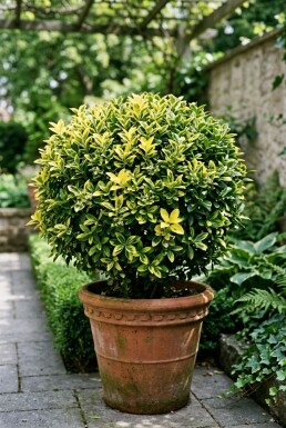 Euonymus japonicus 'Aureus' Boule