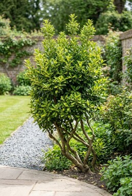 Euonymus japonicus 'Aureus' Multitronc