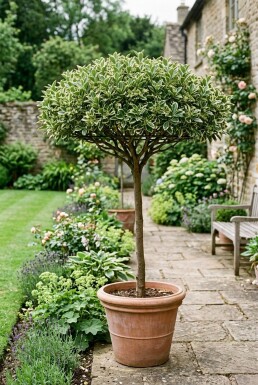 Euonymus japonicus 'Bravo' Écran