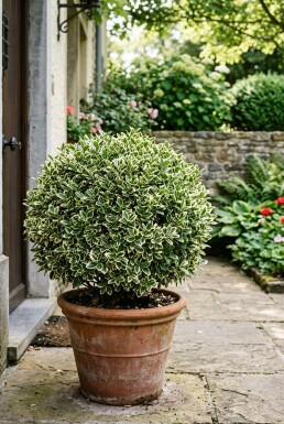 Euonymus japonicus 'Bravo' Boule