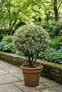Euonymus japonicus 'Bravo' Boule