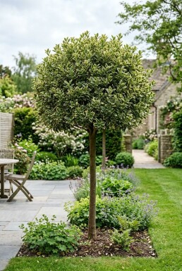 Euonymus japonicus 'Kathy' Demi-tige