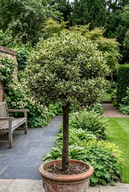 Euonymus japonicus 'Kathy' Demi-tige