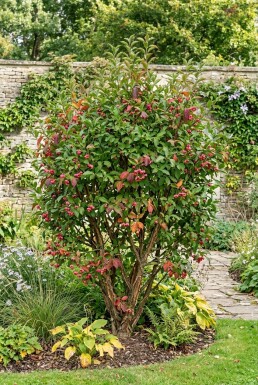 Euonymus phellomanus