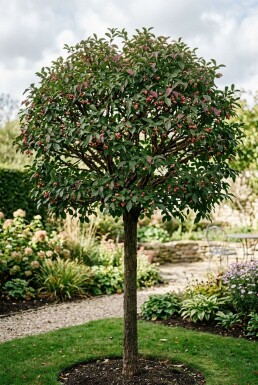 Euonymus phellomanus Demi-tige