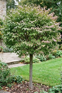 Euonymus phellomanus Demi-tige