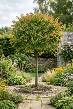 Euonymus planipes Demi-tige