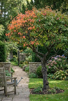Euonymus planipes Demi-tige