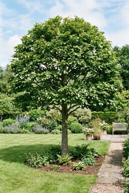 Fagus sylvatica Demi-tige