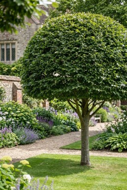 Fagus sylvatica Boule