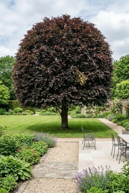 Fagus sylvatica 'Atropunicea' Boule