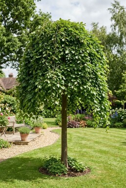 Fagus sylvatica 'Rohan Green Weeping' Demi-tige