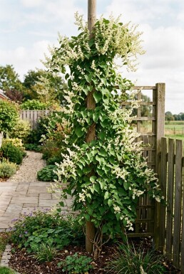 Fallopia baldschuanica Tuteur