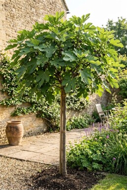 Ficus carica 'Brown Turkey' Tige