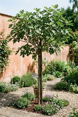 Ficus carica 'Brown Turkey' Tige