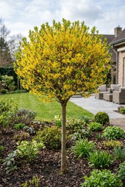 Forsythia intermedia 'Week End' Demi-tige