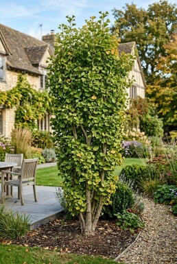 Ginkgo biloba 'Fastigiata Blagon' Arbuste