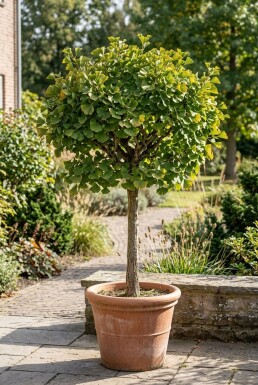 Ginkgo biloba 'Mariken' Sur tige
