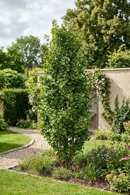 Ginkgo biloba 'Menhir' Arbuste
