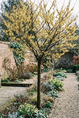 Hamamelis intermedia 'Arnold Promise' sur tige