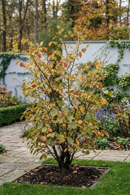 Hamamelis intermedia 'Westerstede' Solitaire