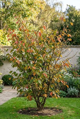 Hamamelis intermedia 'Westerstede' Solitaire