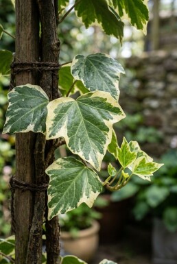 Hedera colchica 'Dentata Variegata' Tige