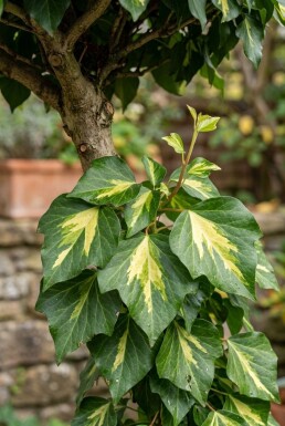 Hedera colchica 'Sulphur Heart' Tige