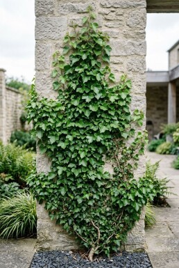 Hedera helix Stok