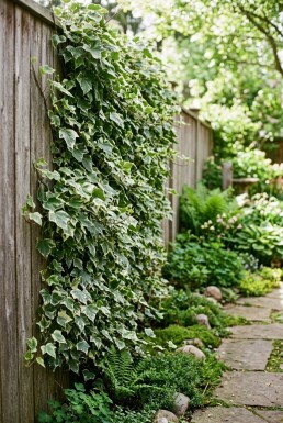 Hedera helix 'Eva' Tige