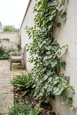 Hedera helix 'Glacier' Tige