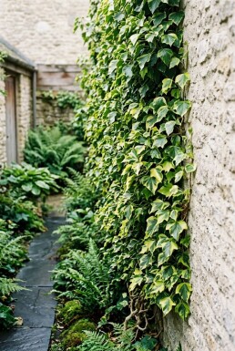 Hedera helix 'Goldheart' Tige