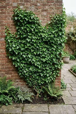 Hedera helix 'Plattensee' sur tuteur