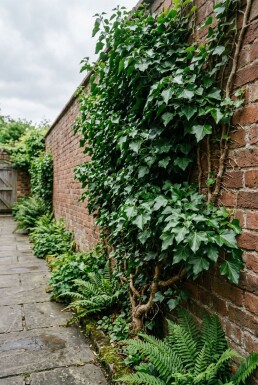 Hedera helix 'Plattensee' sur tuteur